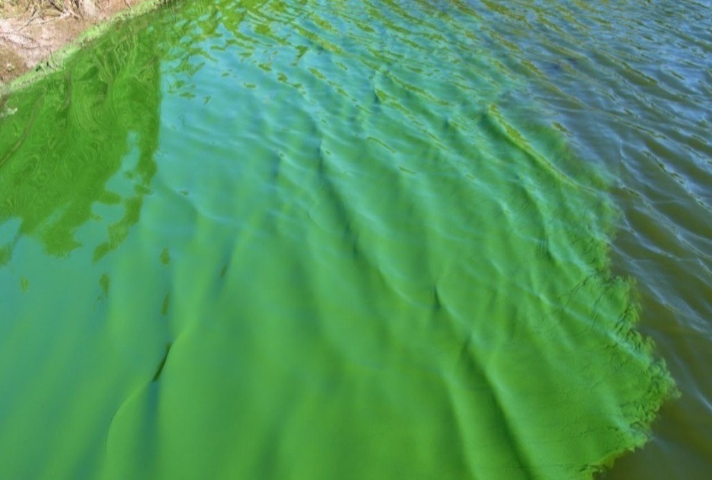  4 Biện pháp xử lý nước ao bị xanh trong quá trình nuôi thủy sản